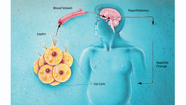 Diagram showing connection between the brain, fat cells and hormone production in a male body