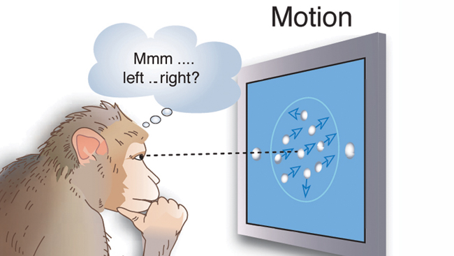 A monkey watching a screen with a moving target