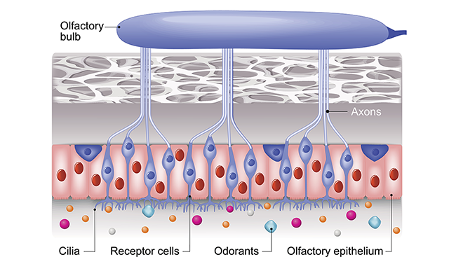 A diagram of the olfactory system, identifying key regions including cilia, receptor cells, and the olfactory bulb.