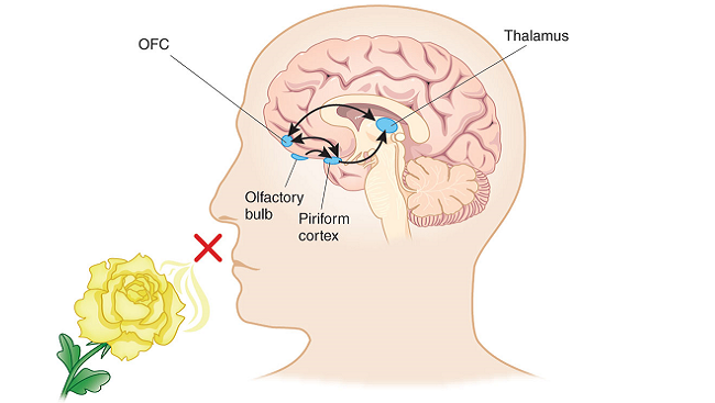 After receiving smell information from the nose’s sensory receptors, the olfactory bulb relays the information to a circuit of brain regions for processing.