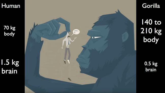 Image illustrates a large Gorilla holding a human male up by the shirt collar in examination. To left side of the illustration demonstrates in writing that the average human body weighs 70kg and with a brain weight of 1.5kg. In comparison, to the right of the image, the text states the gorilla body weighs 140kg to 210kg with a brain weight of 0.5kg.