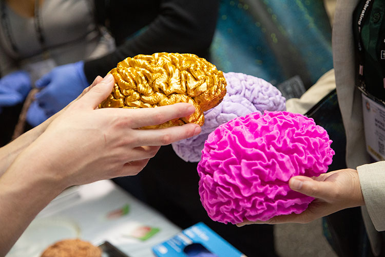 Hands holding colorful brains