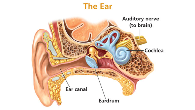 The snail-shaped cochlea 