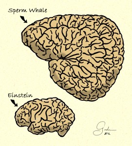 Whale & Einstein brains