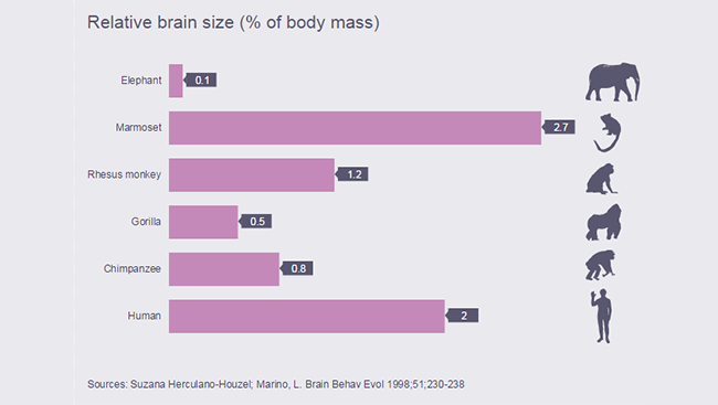 Chart demonstrating brain weight relative to body size of various animals.