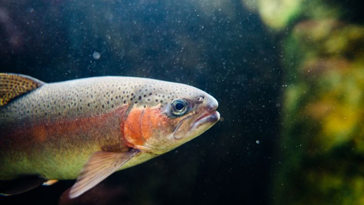 Fish swimming in water