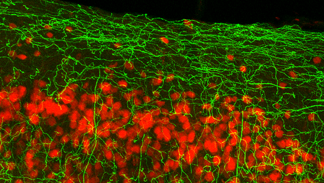 This image shows the cingulate cortex in a mouse, with individual neurons stained in red. The basal forebrain, an area on the underside of the frontal lobe, sends nerve fibers (green) to regulate activity in the cingulate cortex.