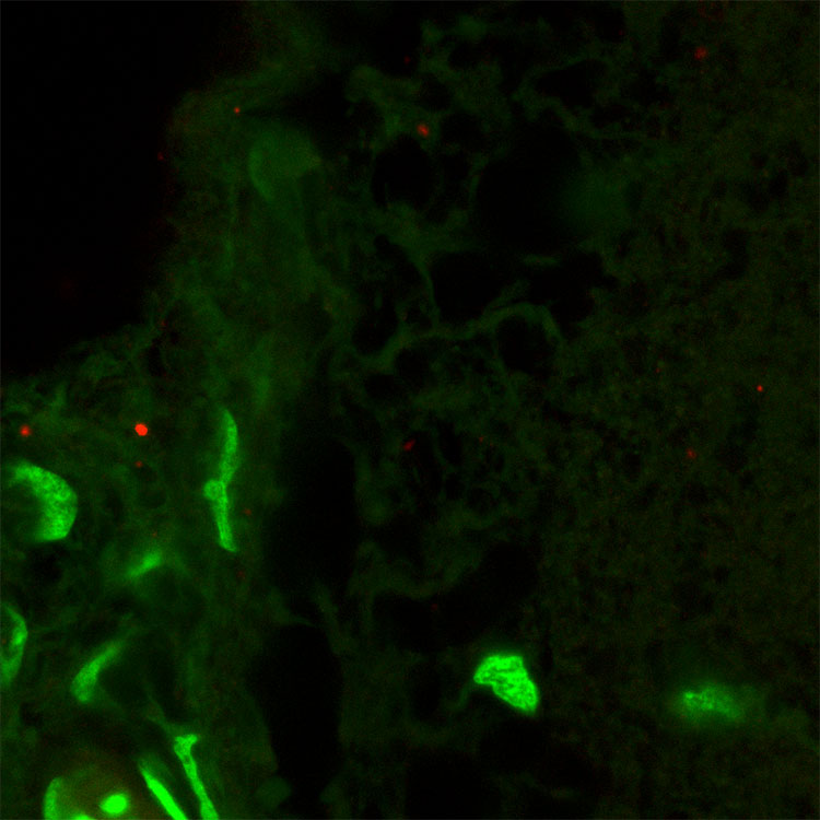 Microscopic image of trout brain