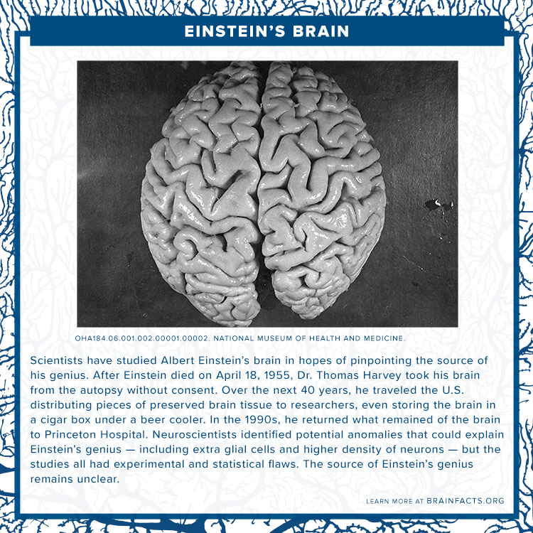 Einstein's brain Brain byte