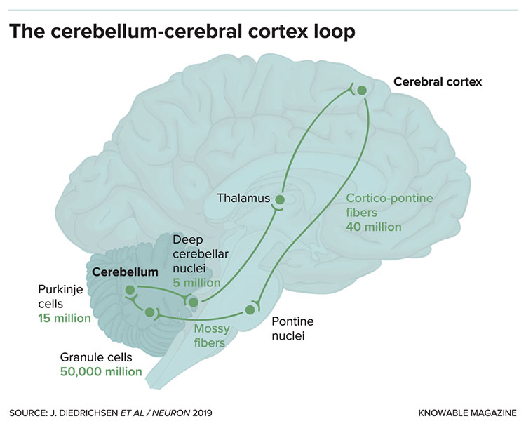 Cerebellum cerebral cortex loop