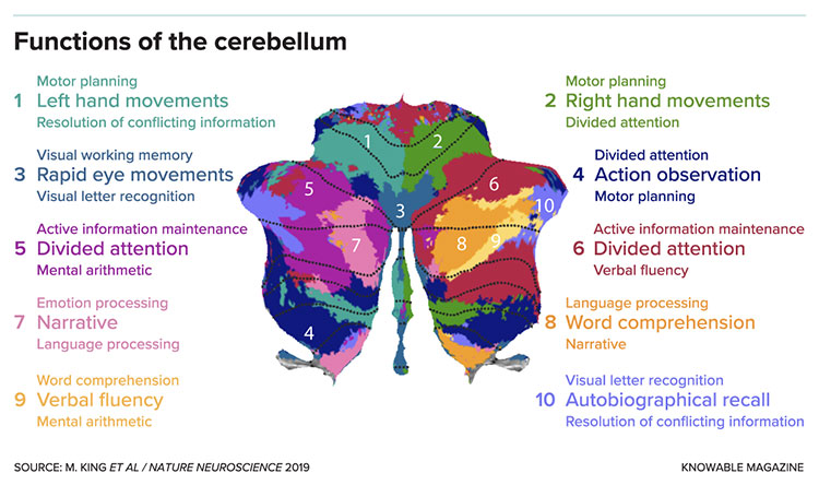 Function of the cerebellum chart