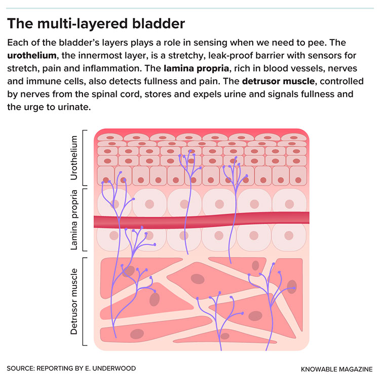 The Multi-layered bladder