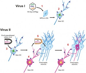 Vivar virus methods