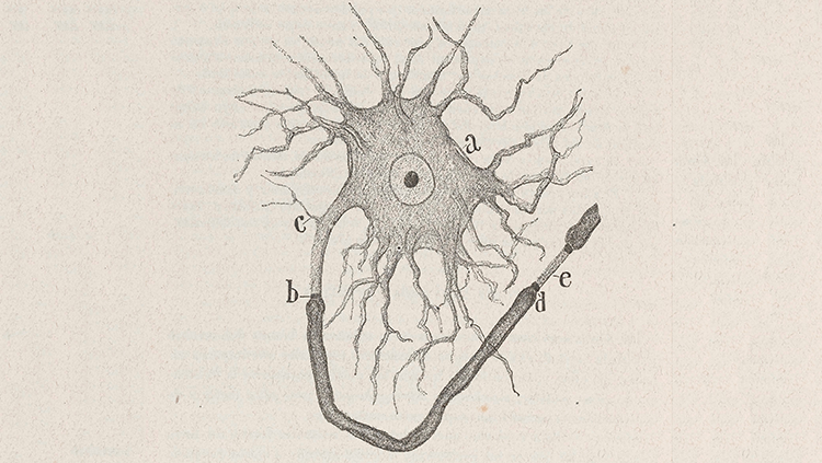 Image of a famous Ramón y Cajal drawing