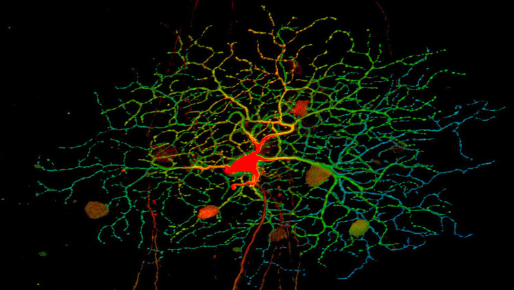 Retinal ganglion cells 