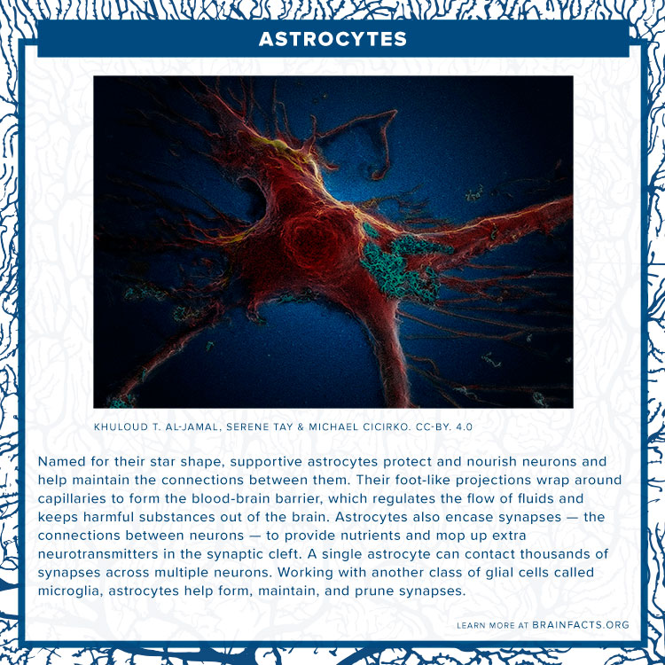 Astrocyte brain byte