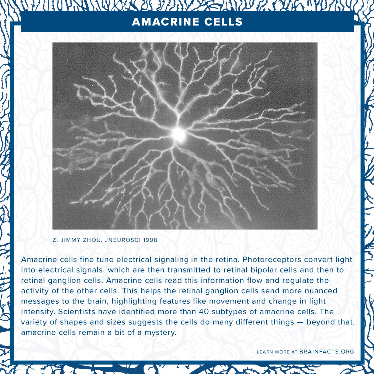 Amacrine cells brain byte
