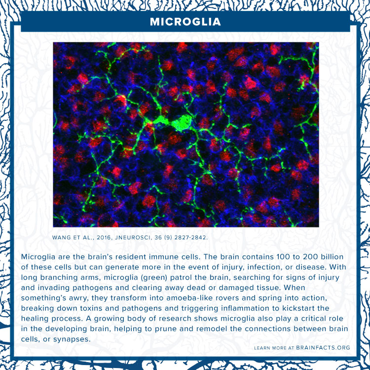 Microglia brain byte