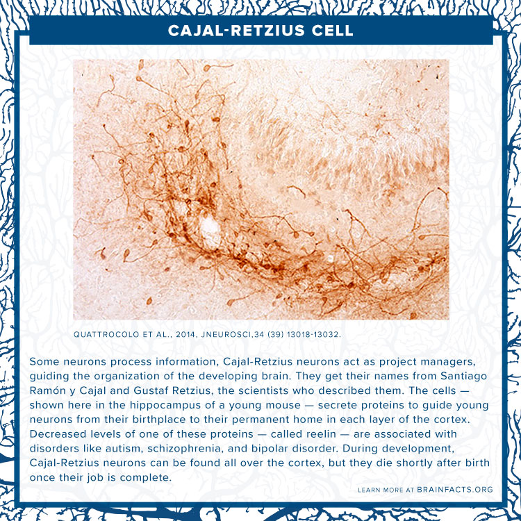 Cajal-retzius cells brain byte