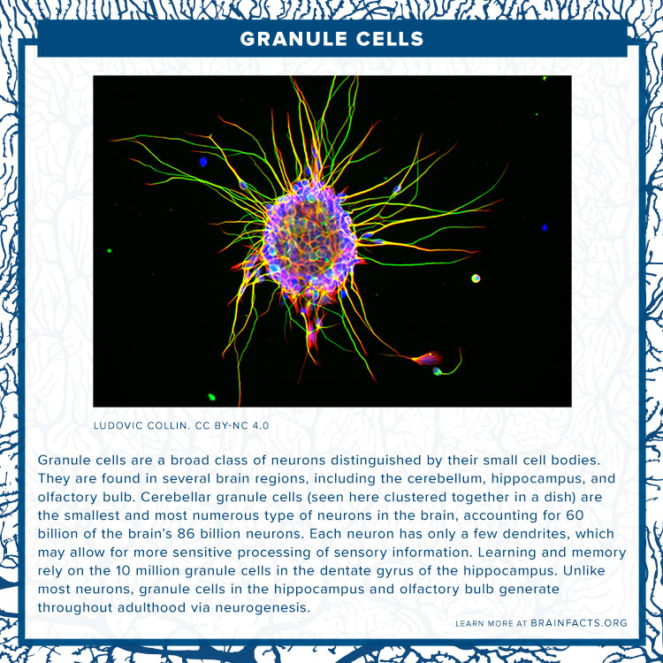 Granule cells brain byte