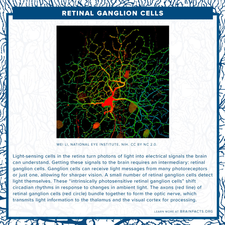 Retinal ganglion Cells Brain Byte