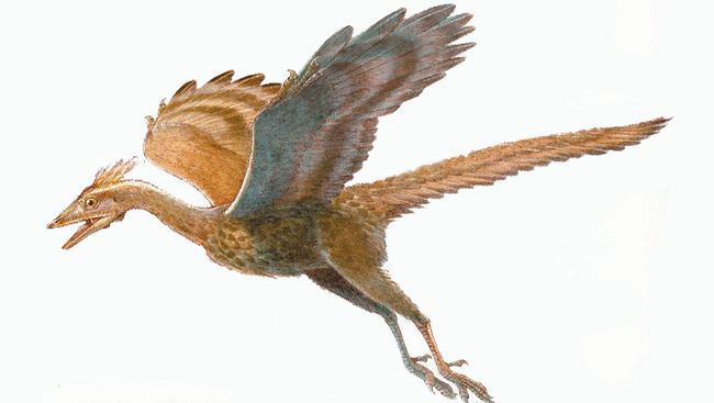 Illustration of a prehistoric dinosaur, Archaeopteryx. 