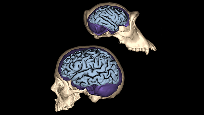 Human skull and brain size compared to a chimpanzee's skull and brain size. 