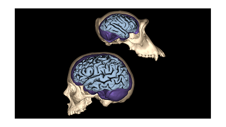Human skull and brain size compared to a chimpanzee's skull and brain size. 