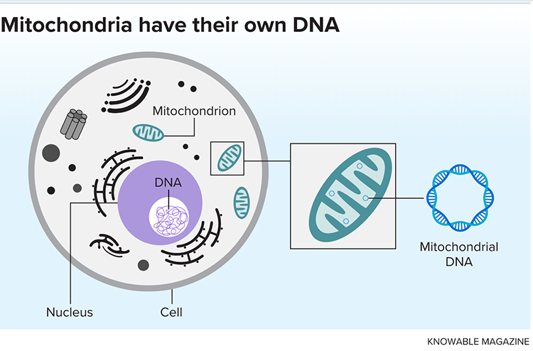 Mitochondria have their own DNA