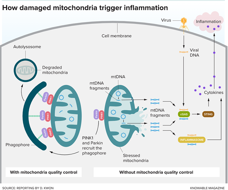 How damaged mitochondria trigger inflammation chart