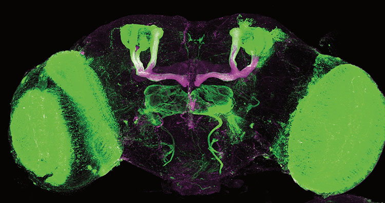 Fluorescent microscope image of a fruit fly brain