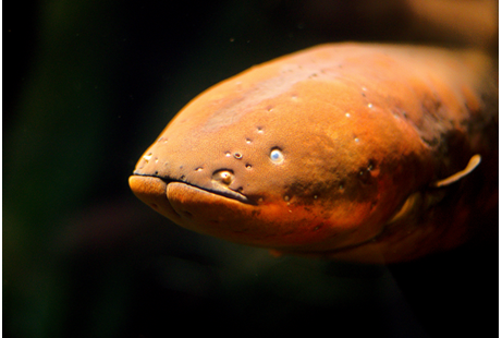 Photoraph of an electric eel