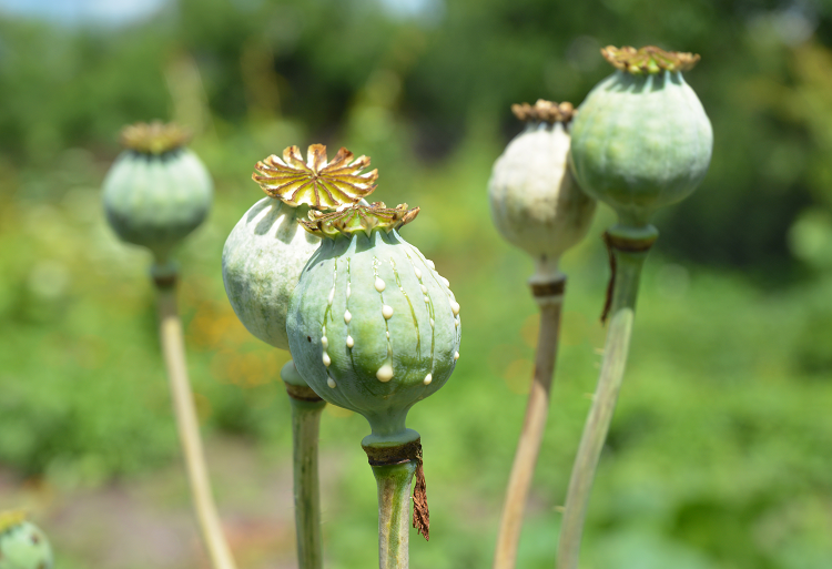 Image of opium poppies