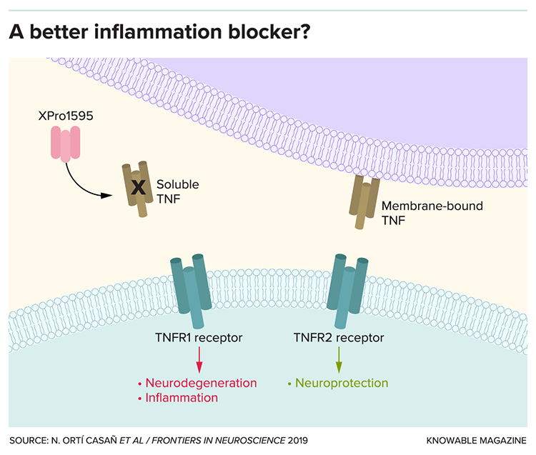 A better inflammation blocker graphic