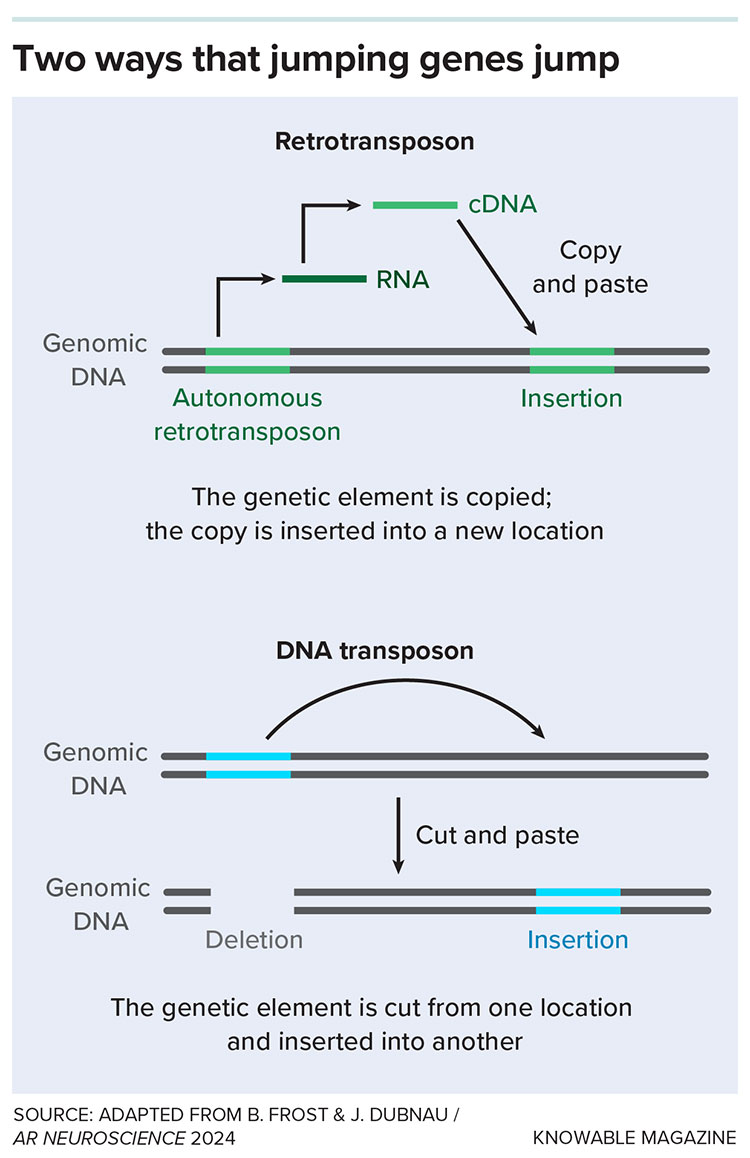 Jumping genes