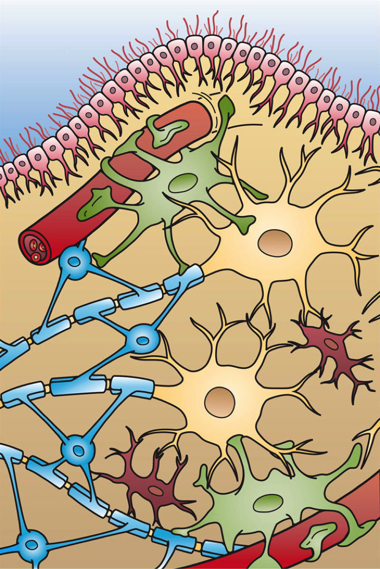 four types of glial cells in central nervous system