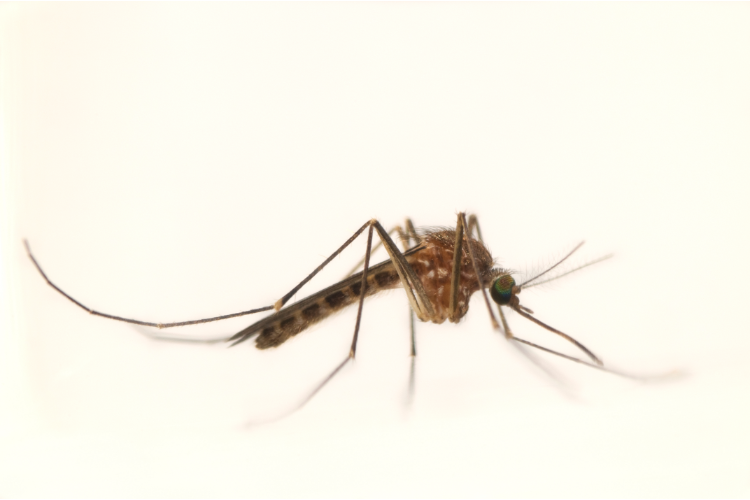 Mosquito on beige background