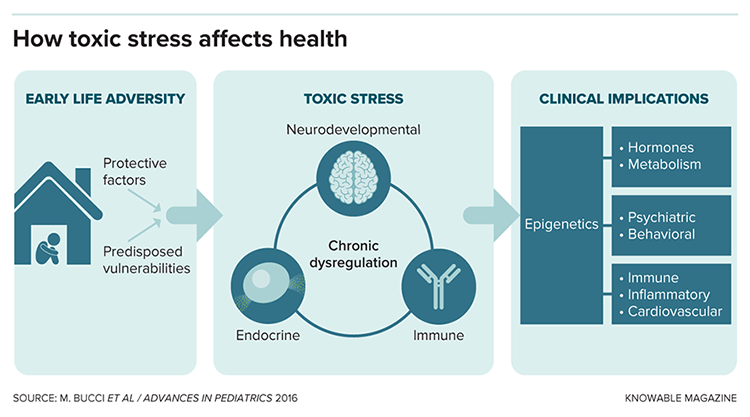 How toxic stress affects health graphic