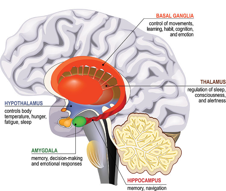 Diagram showing a cross section of the brain with structures of the limbic system highlighted.