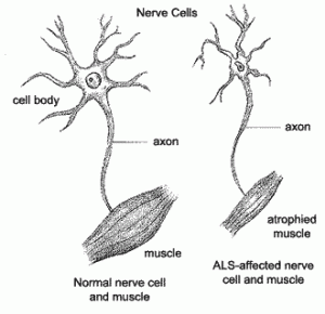 Nerve and muscles