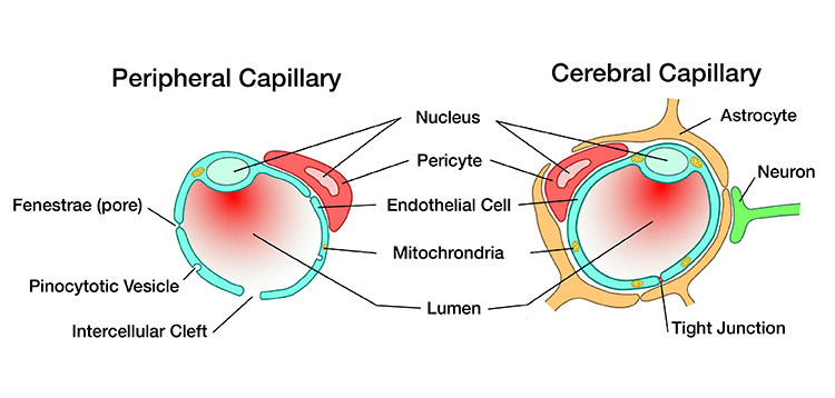 Illustration comparing the structures of peripheral and cerebral capillaries