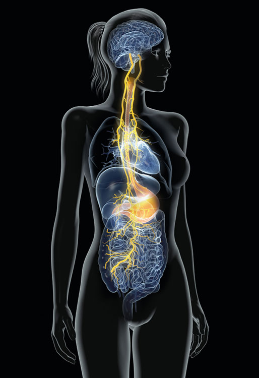 Image of vagus nerve