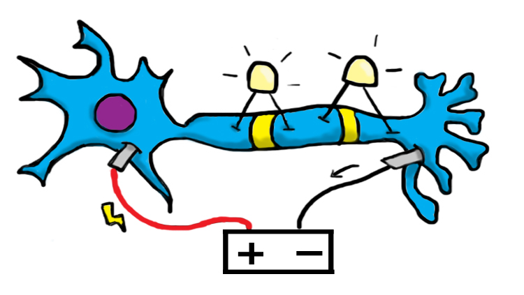 Illustration of a closed circuit neuron