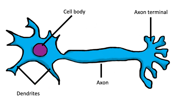 Illustration of a labeled neuron with cell body
