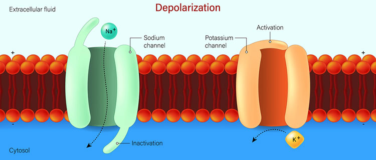 Depolarization image