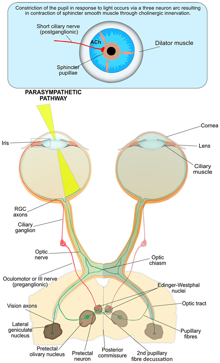 Parasympathetic pathway