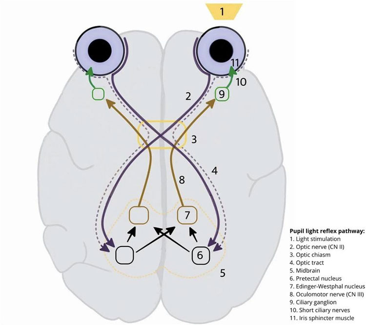 Pupil reflex path