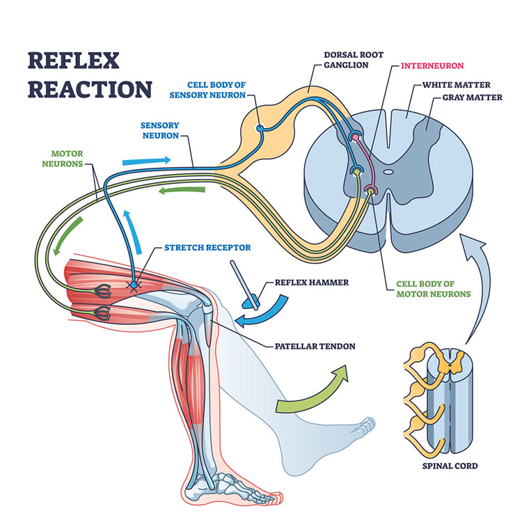 Knee reflex diagram