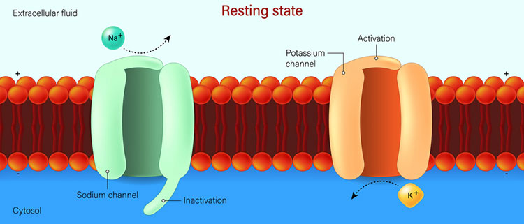 Resting State graphic