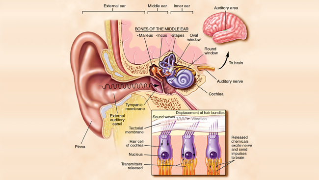 Hearing graphic